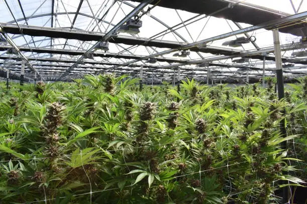 Best Way to Store Cannabis Buds: Complete 2026 Guide