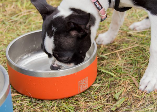 small dog drinking water from BruTrek dog bowl in Red Rock color