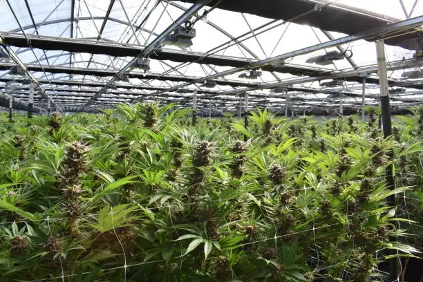 Bulk Storage for Cannabis